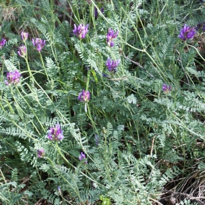 Photographie n°252416 du taxon Astragalus onobrychis L. [1753]