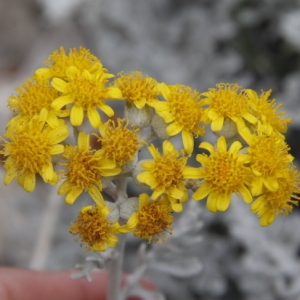 Photographie n°252418 du taxon Jacobaea maritima (L.) Pelser & Meijden [2005]