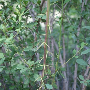 Photographie n°252421 du taxon Berberis vulgaris L. [1753]