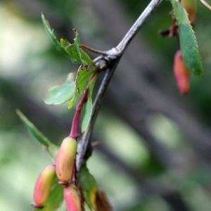 Photographie n°252423 du taxon Berberis vulgaris L. [1753]