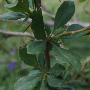 Photographie n°252424 du taxon Berberis vulgaris L. [1753]