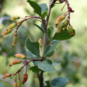 Photographie n°252425 du taxon Berberis vulgaris L. [1753]