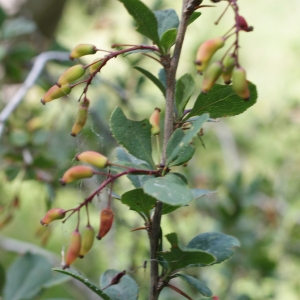 Photographie n°252426 du taxon Berberis vulgaris L. [1753]