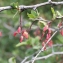  Liliane Roubaudi - Berberis vulgaris L. [1753]