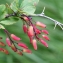  Liliane Roubaudi - Berberis vulgaris L. [1753]