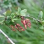  Liliane Roubaudi - Berberis vulgaris L. [1753]