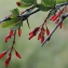  Liliane Roubaudi - Berberis vulgaris L. [1753]