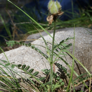 Photographie n°252431 du taxon Astragalus vesicarius L. [1753]