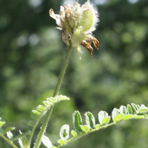 Photographie n°252434 du taxon Astragalus vesicarius L. [1753]