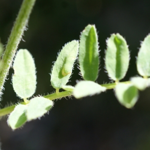 Photographie n°252437 du taxon Astragalus vesicarius L. [1753]