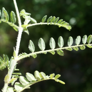 Photographie n°252438 du taxon Astragalus vesicarius L. [1753]