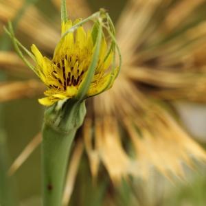 Photographie n°252456 du taxon Tragopogon dubius Scop. [1772]