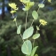  Liliane Roubaudi - Bupleurum rotundifolium L. [1753]