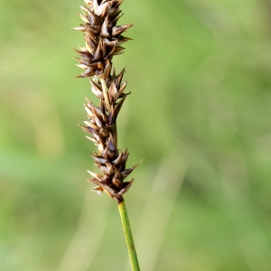 Photographie n°252482 du taxon Carex diandra Schrank [1781]