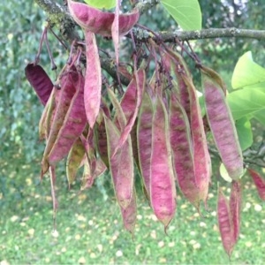 Photographie n°252489 du taxon Cercis siliquastrum L. [1753]