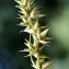  Liliane Roubaudi - Carex spicata Huds. [1762]
