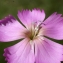  Liliane Roubaudi - Dianthus caryophyllus subsp. sylvestris (Wulfen) Rouy & Foucaud [1896]