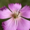  Liliane Roubaudi - Dianthus caryophyllus subsp. sylvestris (Wulfen) Rouy & Foucaud [1896]