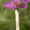  Liliane Roubaudi - Dianthus caryophyllus subsp. sylvestris (Wulfen) Rouy & Foucaud [1896]