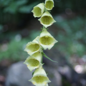 Photographie n°252513 du taxon Digitalis grandiflora Mill. [1768]