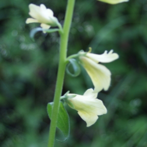 Photographie n°252514 du taxon Digitalis grandiflora Mill. [1768]