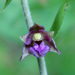 Photographie n°252518 du taxon Epipactis atrorubens (Hoffm.) Besser [1809]