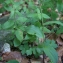  Liliane Roubaudi - Epipactis atrorubens (Hoffm.) Besser [1809]