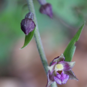 Photographie n°252520 du taxon Epipactis atrorubens (Hoffm.) Besser [1809]