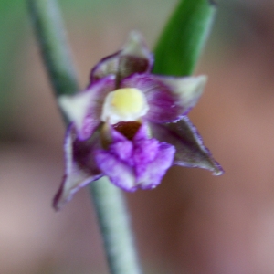 Photographie n°252521 du taxon Epipactis atrorubens (Hoffm.) Besser [1809]