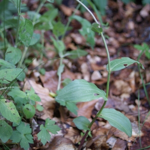 Photographie n°252522 du taxon Epipactis atrorubens (Hoffm.) Besser [1809]