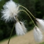  Liliane Roubaudi - Eriophorum latifolium Hoppe [1800]