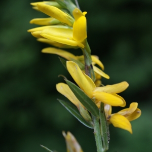 Photographie n°252529 du taxon Genista sagittalis L. [1753]