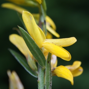 Photographie n°252530 du taxon Genista sagittalis L. [1753]