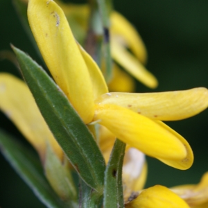 Photographie n°252531 du taxon Genista sagittalis L. [1753]