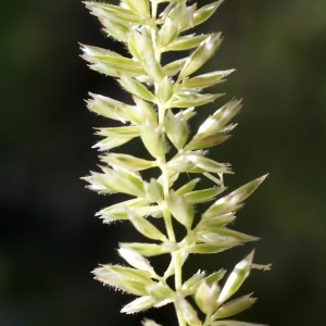 Koeleria macrantha (Ledeb.) Schult. (Koelérie à grandes fleurs)