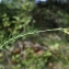  Liliane Roubaudi - Linum suffruticosum L.