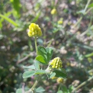 Photographie n°252571 du taxon Medicago lupulina L. [1753]