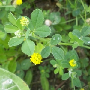 Photographie n°252572 du taxon Medicago lupulina L. [1753]