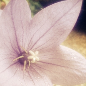 Platycodon grandiflorus (Jacq.) A.DC.