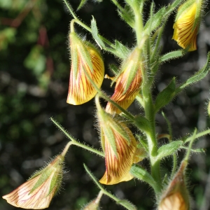 Photographie n°252598 du taxon Ononis natrix L. [1753]