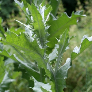 Photographie n°252609 du taxon Onopordon acanthium sensu auct.