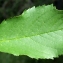  Liliane Roubaudi - Prunus avium (L.) L. [1755]