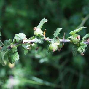 Photographie n°252635 du taxon Ribes uva-crispa L. [1753]