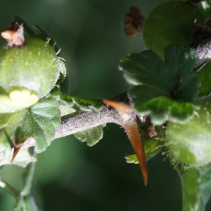 Photographie n°252636 du taxon Ribes uva-crispa L. [1753]