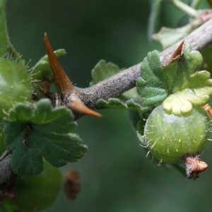 Photographie n°252641 du taxon Ribes uva-crispa L. [1753]