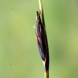 Photographie n°252643 du taxon Schoenus ferrugineus L. [1753]