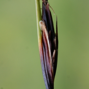 Photographie n°252644 du taxon Schoenus ferrugineus L. [1753]