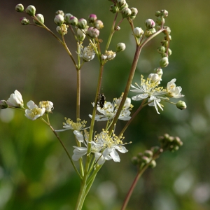 Photographie n°252668 du taxon Filipendula vulgaris Moench [1794]