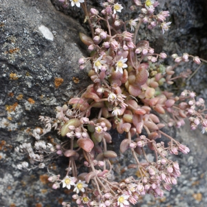 Photographie n°252674 du taxon Sedum dasyphyllum L. [1753]