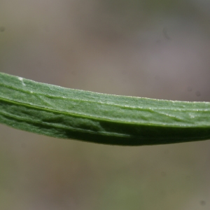 Thesium linophyllon L. (Thésium à feuilles de lin)